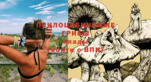 стаф Зерноград